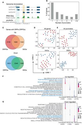 A Genome-Wide Investigation of Effects of Aberrant DNA Methylation on the Usage of Alternative Promoters in Hepatocellular Carcinoma